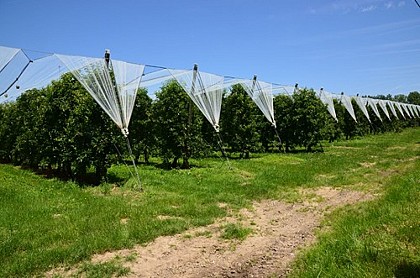 Vergers de Montesquieu