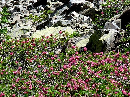 Flore  : le Rhododendron