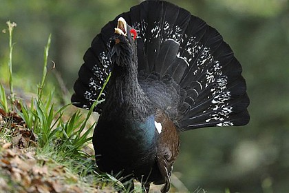 Faune : le Grand Tétras