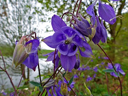 Flore