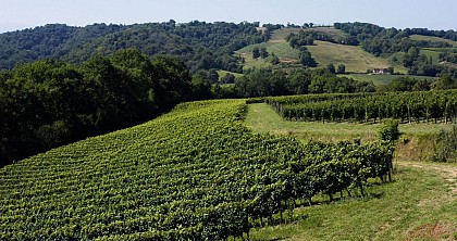 Vignoble du Jurançon