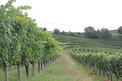 Le vignoble du Jurançon