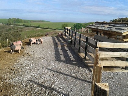Découverte du porc basque Pie Noir et pottok (poney basque)