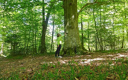 Centenarian beech tree