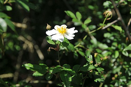 Aubépine et églantier