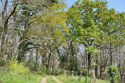 Les chênes pédonculés