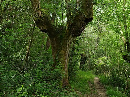 Les chênes têtards