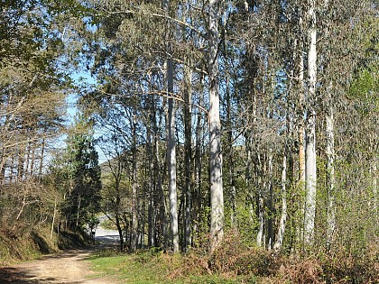 Les eucalyptus (3,1 km)