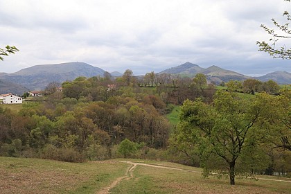 Pollarded beech trees