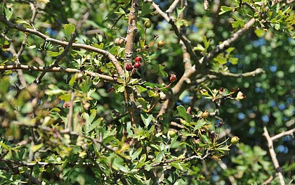 L'aubépine (5,25 km)