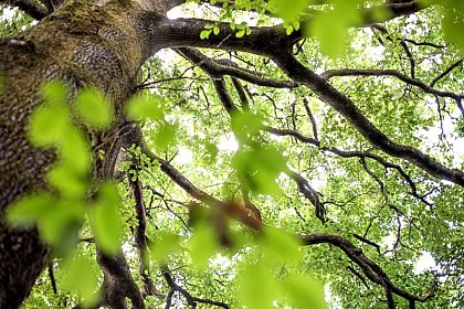Forêt domaniale de l’Hermitain