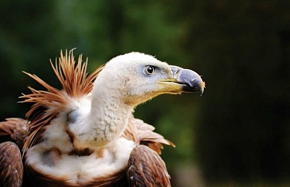 Parc animalier Zoodyssée