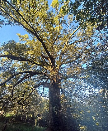 Chêne remarquable