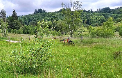 Réserve naturelle nationale de la tourbière des Dauges