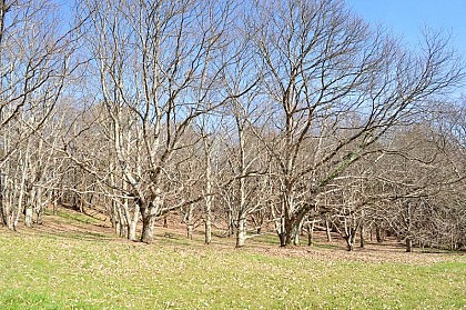 Les Vergers de Châtaigniers