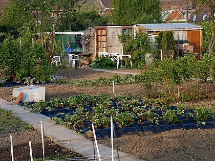 Jardins familiaux Ribot