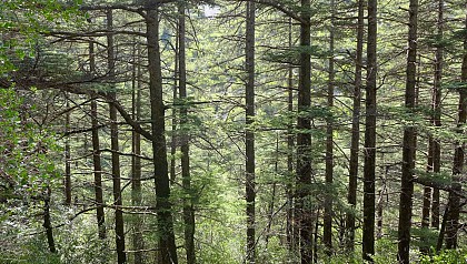 Forêt des Cèdres vers le hameau de Navacelles