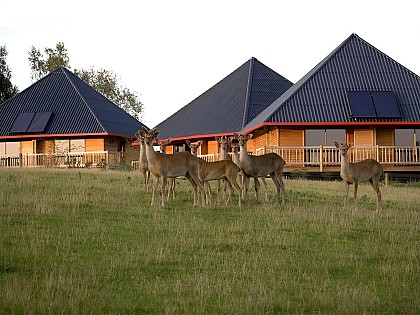 Cerza Safari Lodge