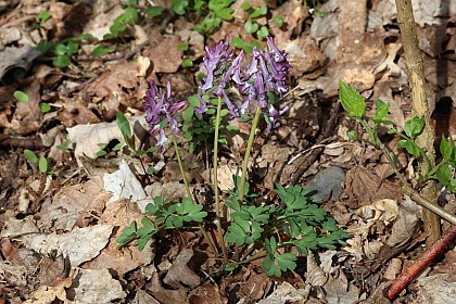 Des espèces vernales remarquables