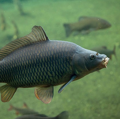 Les poissons
