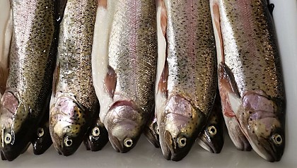 Pisciculture La Fon Pepy