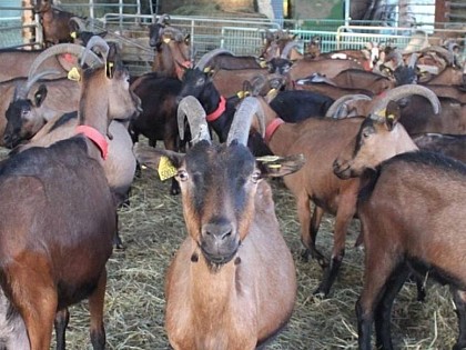 La ferme aux chèvres