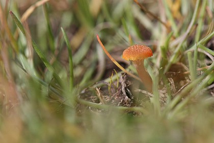 Des champignons en bord d’étang