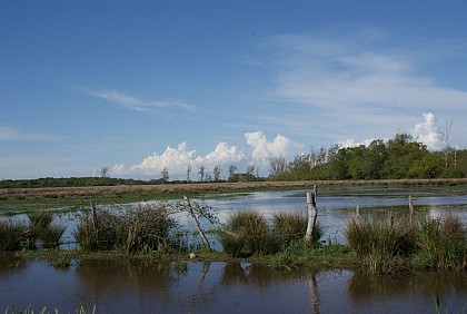 The marshes