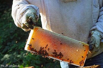 Histoire d'Abeille