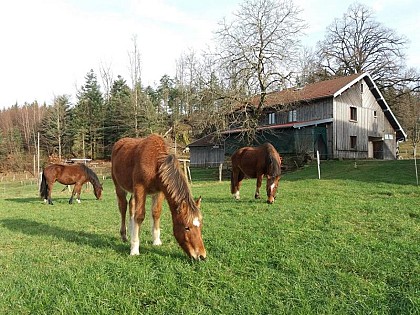 LE GÎTE À LA FERME AUX MOINEAUX - 25 PERSONNES