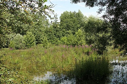 Les Marais de la Marque