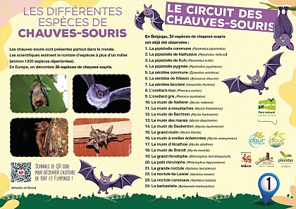 Les différentes espèces de chauves-souris