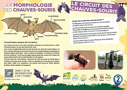 La morphologie des chauves-souris