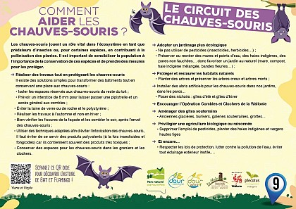 Comment aider les chauves-souris ?