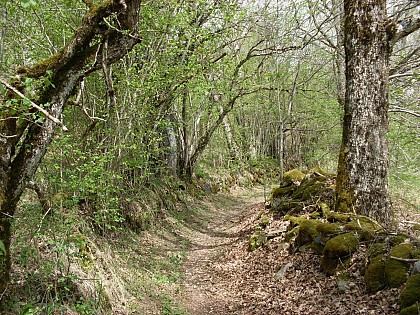 Bois de la Laubie