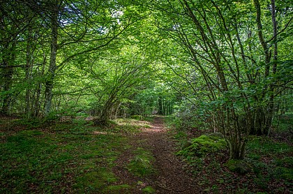 Forêt des Mauberts et Gaulis