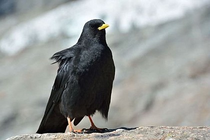 Yellow-billed chough