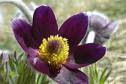 Pasque flower