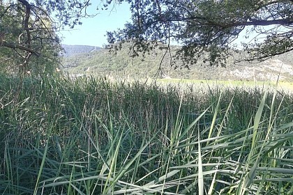 The marsh