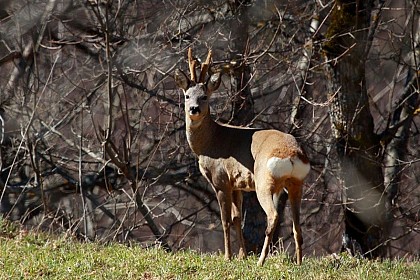 The Roe Deer