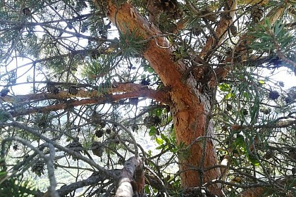 Scots pine