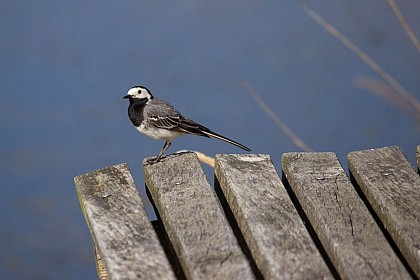Grey wagtail