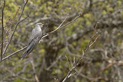 Common cuckoo