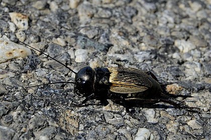 The field cricket