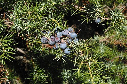 Common juniper