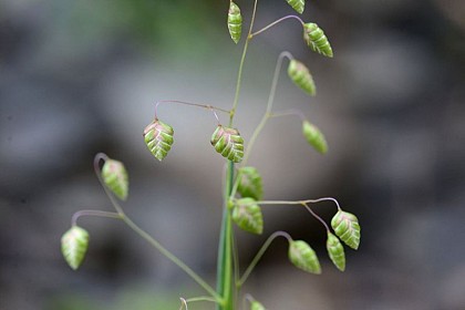 Quaking- grass