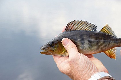 Common Perch