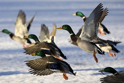 Mallard