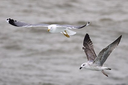Yellow-legged Gull