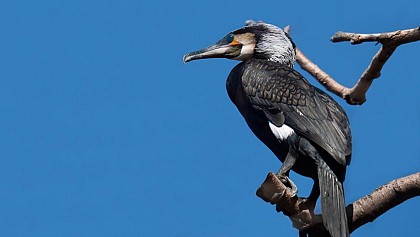 Great Cormorant